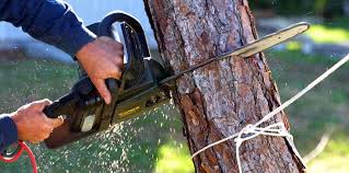 Best Tree Preservation Services  in Bent, NE