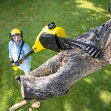 Best Arborist Consultation Services  in Bent, NE